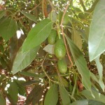 P1300127